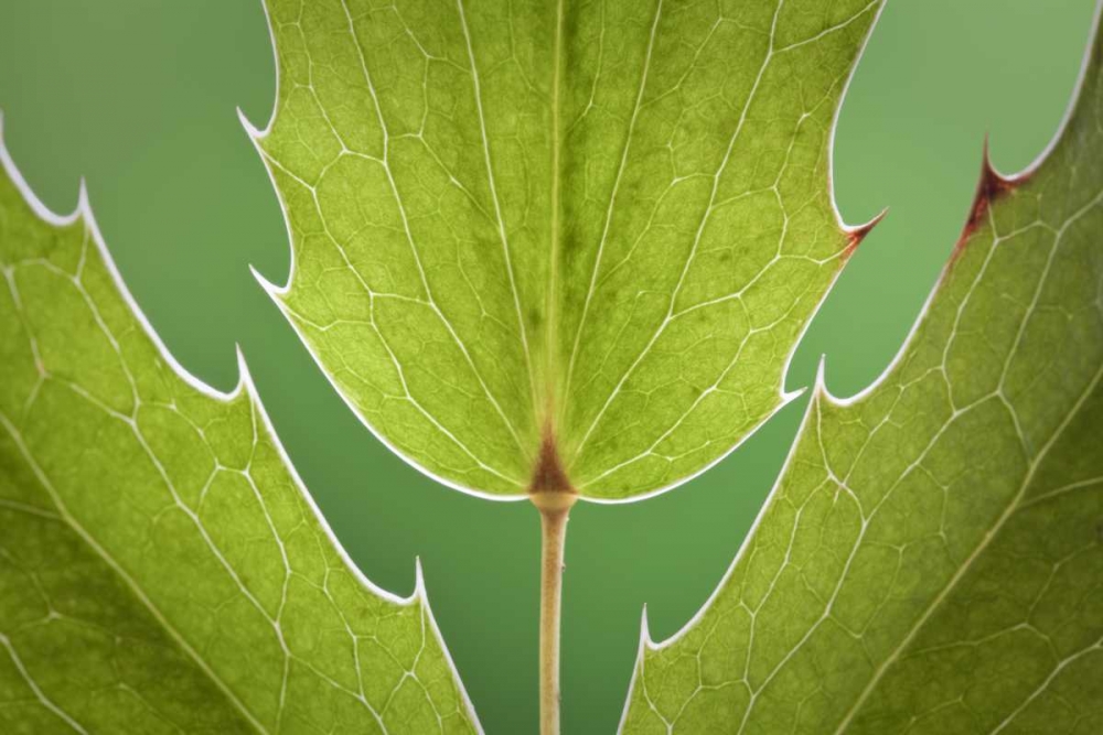 Washington, Seabeck Oregon grape plant